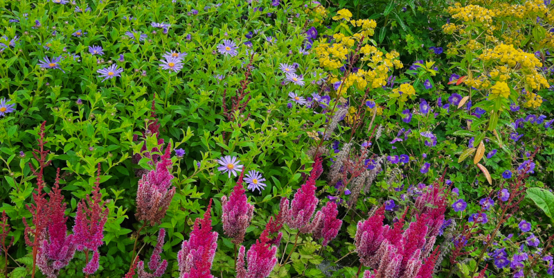 Planten in Paradise Garden in RHS Garden Bridgewater