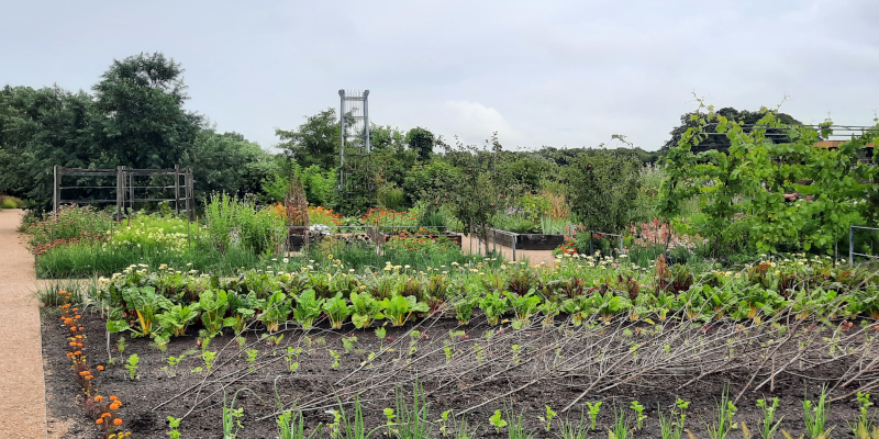 RHS Garden Bridgewater Kitchen Garden
