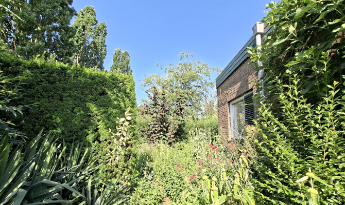 Aaneengesloten tuinbeplanting op een zomerse dag