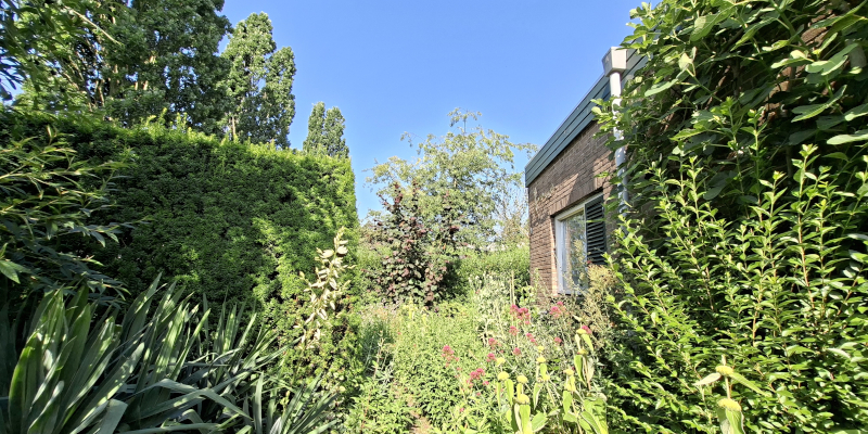 Aaneengesloten tuinbeplanting op een zomerse dag