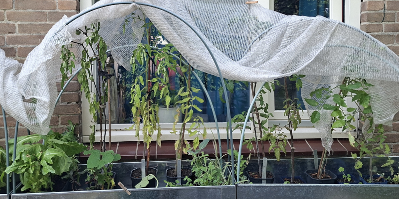 Uitgeputte planten door de hitte
