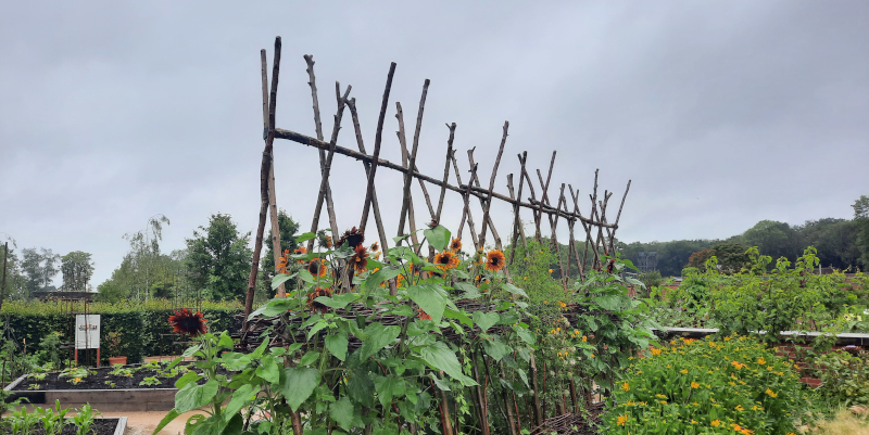 RHS Garden Bridgewater Community Grow Garden