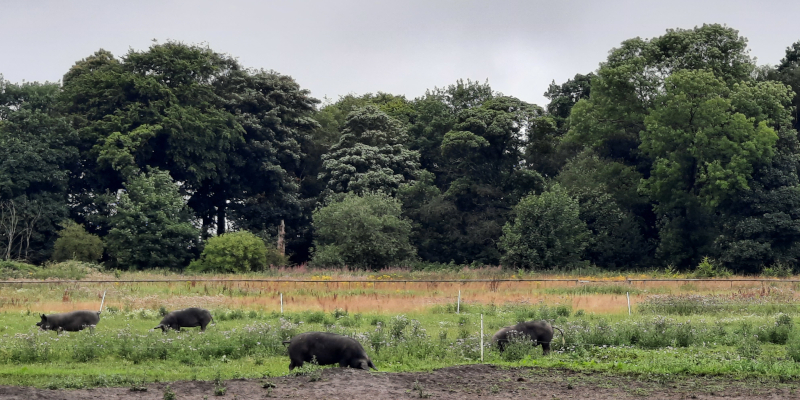 RHS Bridgewater: varkentjes