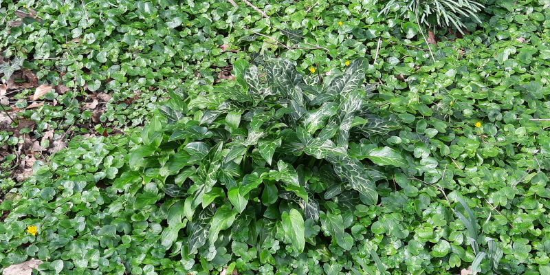Aronskelk en speenkruid in Educatieve Natuurtuin Goffert