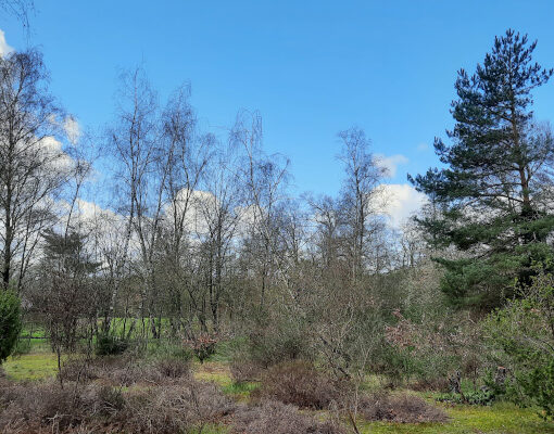 Arm struweel in Educatieve Natuurtuin Goffert