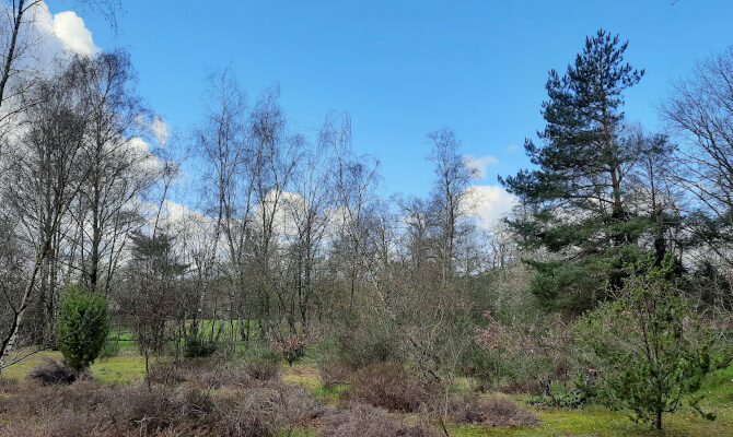 Arm struweel in Educatieve Natuurtuin Goffert