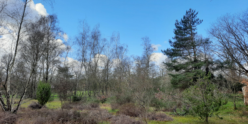 Arm struweel in Educatieve Natuurtuin Goffert