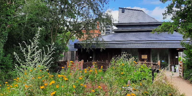 Camley Street Natural Park meadow