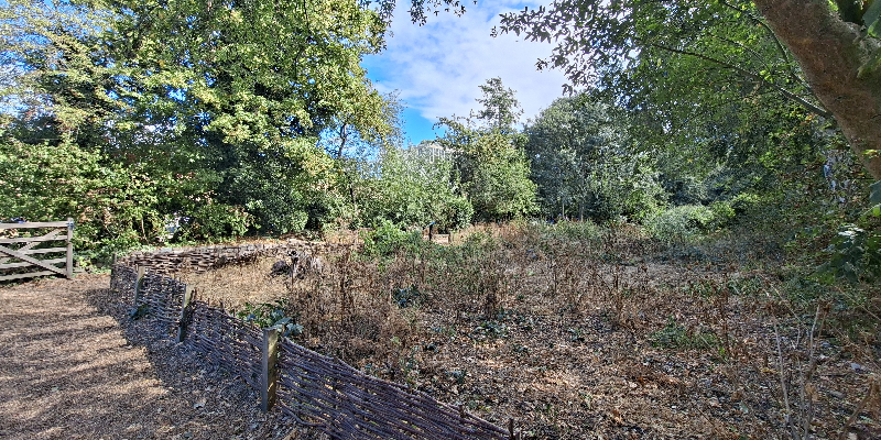 Camley Street Natural Park meadow
